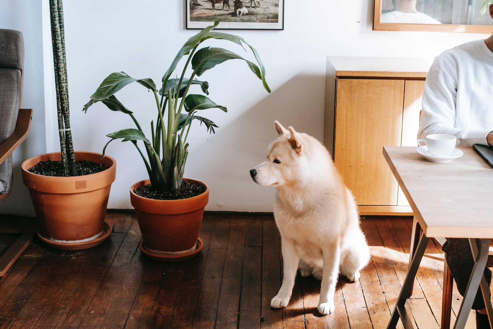dog with houseplants in a multifamily apartment