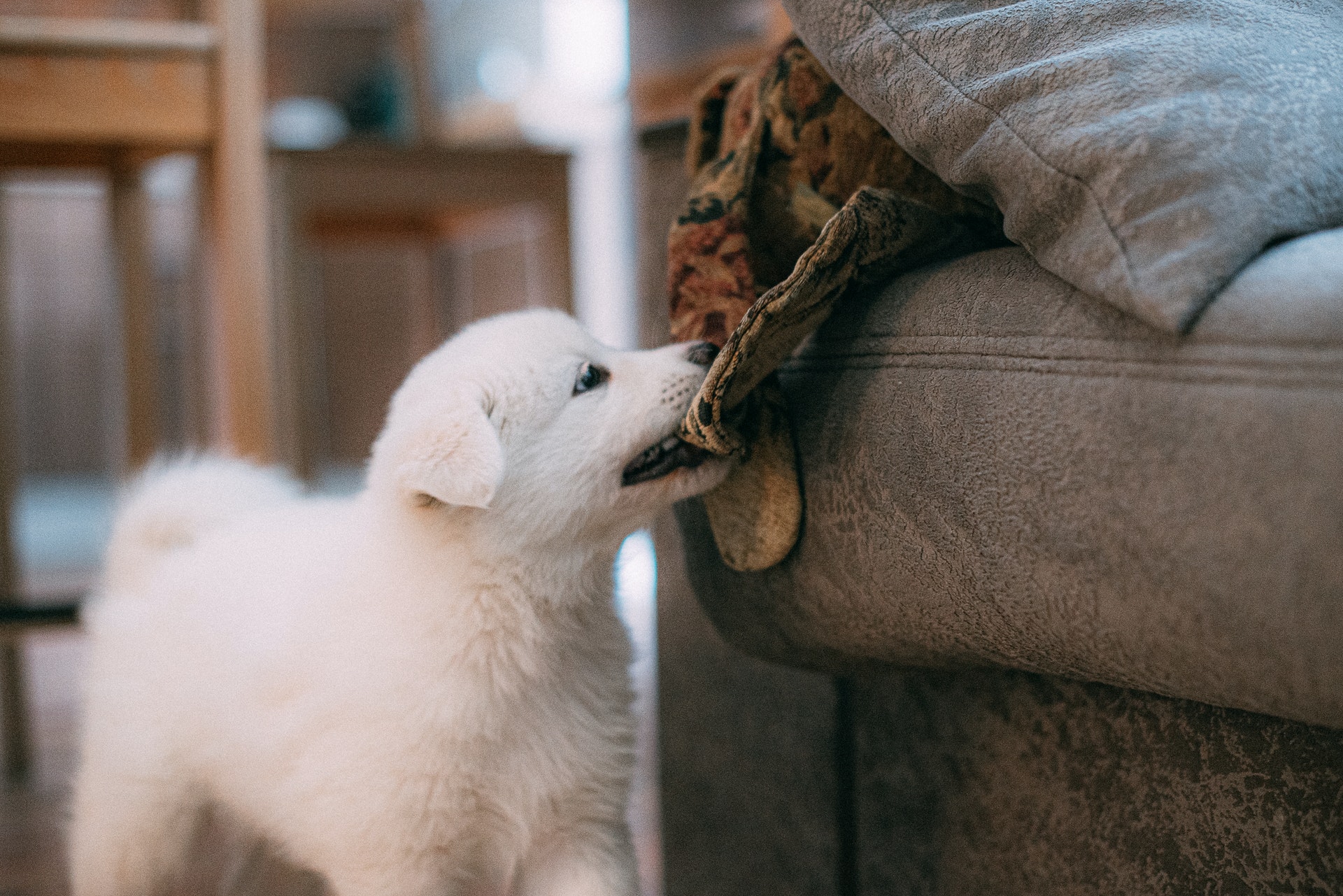 puppy biting furniture in apartment
