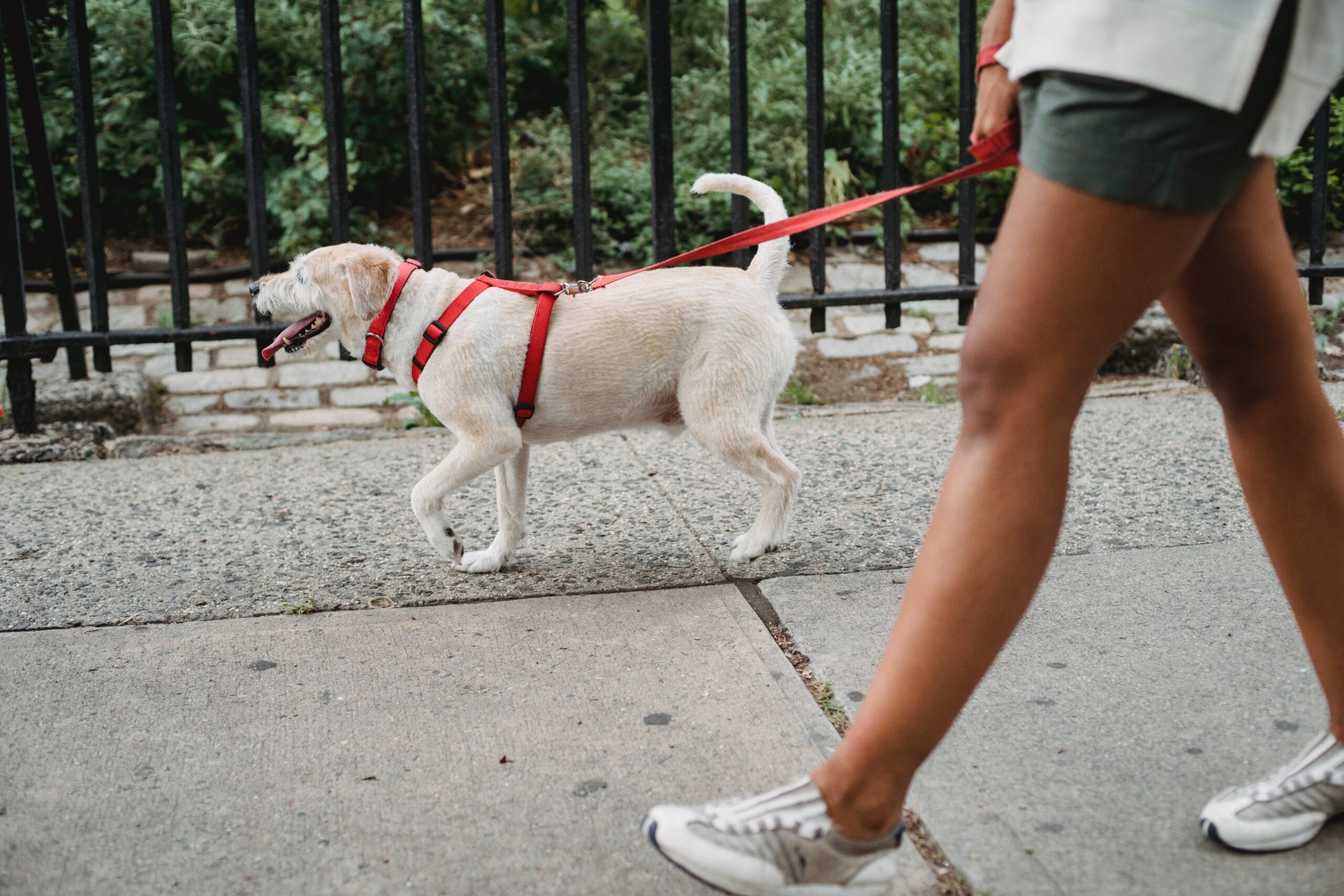 woman walking white dog on leash